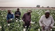  میزان مجوز واردات تریاک سالانه ۵۰ تن است 