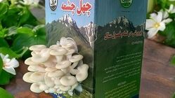 کیت پرورش قارچ؛ ساده‌ترین راه برای پرورش قارچ در خانه