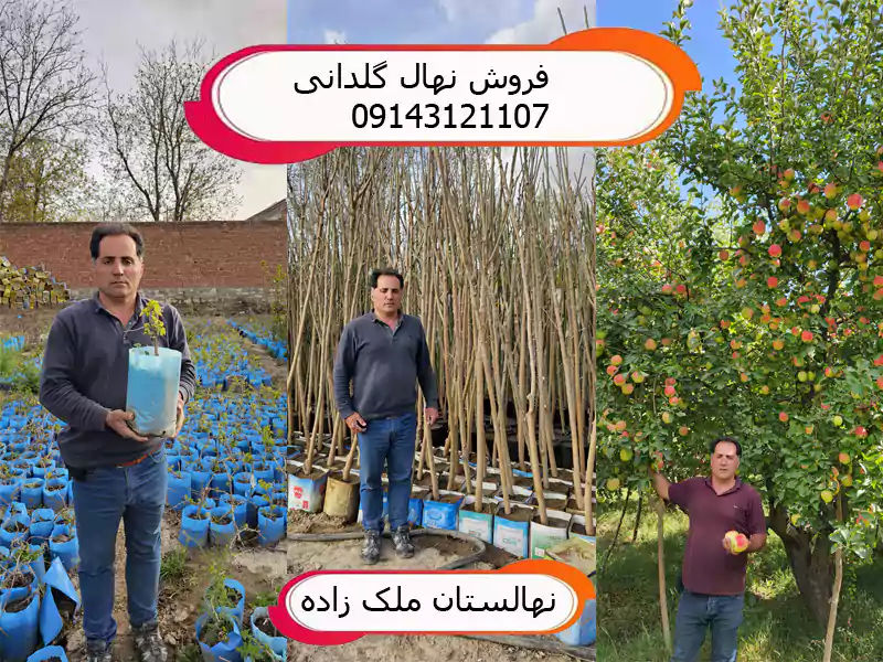 لیست بهترین نهال های گیلاس پربار برای کاشت و احداث باغ تجاری در مناطق سردسیر 