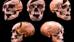 بررسی ژنتیکی باعث فاش راز قتل دوک جوان پس از هفت قرن شد