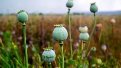 تکذیب شایعه آزاد شدن کشت خشخاش