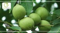 پرورش نهال گردو پر سود تر است یا پرورش نهال بادام؟