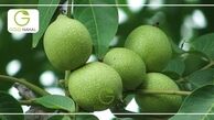 پرورش نهال گردو پر سود تر است یا پرورش نهال بادام؟