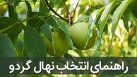 انواع نهال گردوی وارداتی شامل چه ارقامی می باشد؟