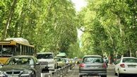 درختان مشهدی جایگزین چنارهای ولیعصر می شوند
