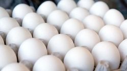 قیمت تخم‌مرغ اصلاح می‌شود
