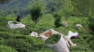 خریداران چای داخلی مجوز دوبرابری ثبت سفارش واردات دریافت می‌کنند